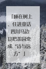睡在树上、住进童话 四川马边县把茶园变成“诗与远方”