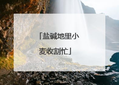 盐碱地里小麦收割忙