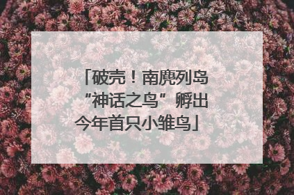 破壳！南麂列岛“神话之鸟”孵出今年首只小雏鸟