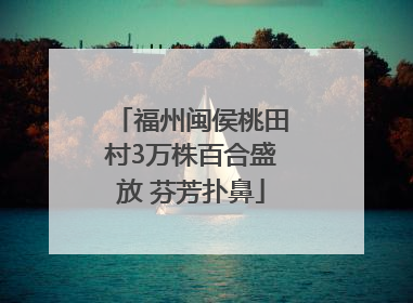 福州闽侯桃田村3万株百合盛放 芬芳扑鼻