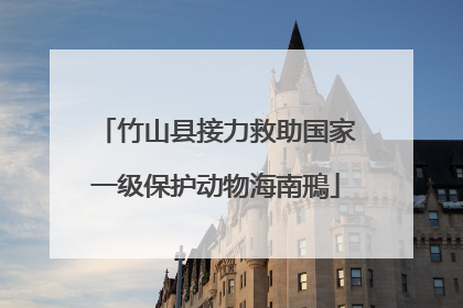 竹山县接力救助国家一级保护动物海南鳽