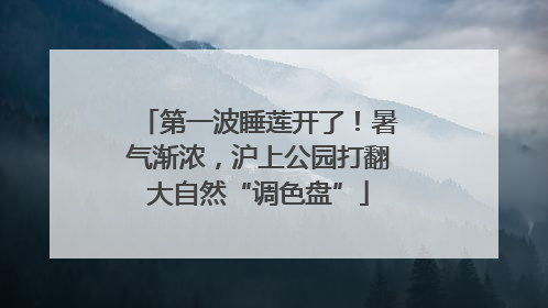 第一波睡莲开了！暑气渐浓，沪上公园打翻大自然“调色盘”