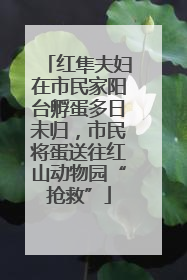 红隼夫妇在市民家阳台孵蛋多日未归，市民将蛋送往红山动物园“抢救”