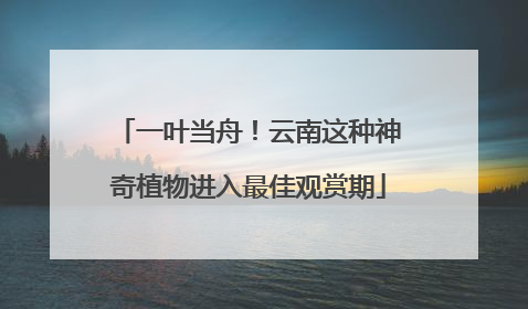 一叶当舟！云南这种神奇植物进入最佳观赏期