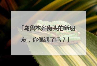 乌鲁木齐街头的新朋友，你偶遇了吗？