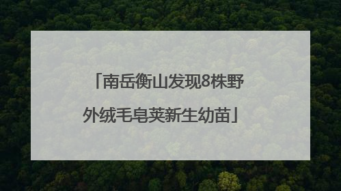 南岳衡山发现8株野外绒毛皂荚新生幼苗