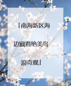 南海新区海边藏着绝美鸟浪奇观