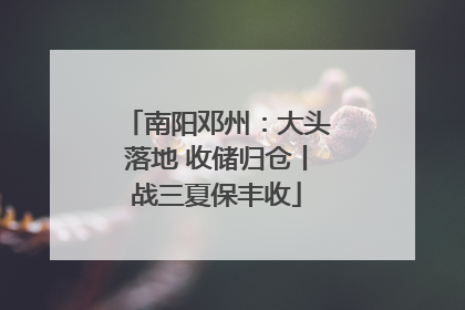 南阳邓州：大头落地 收储归仓丨战三夏保丰收
