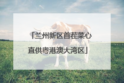 兰州新区首茬菜心直供粤港澳大湾区