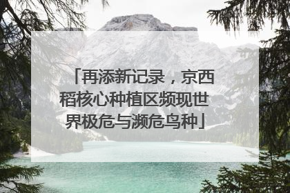 再添新记录，京西稻核心种植区频现世界极危与濒危鸟种