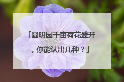 圆明园千亩荷花盛开，你能认出几种？