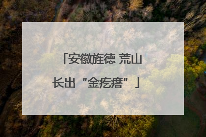 安徽旌德 荒山长出“金疙瘩”