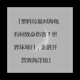 塑料垃圾对海龟有何致命伤害？世界环境日，走进开普敦海洋馆