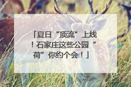 夏日“顶流”上线！石家庄这些公园“荷”你约个会！