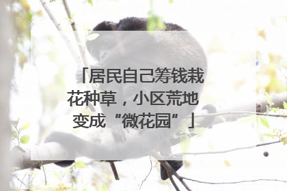 居民自己筹钱栽花种草，小区荒地变成“微花园”