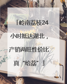 岭南荔枝24小时抵达湖北，产销两旺性价比真“给荔”