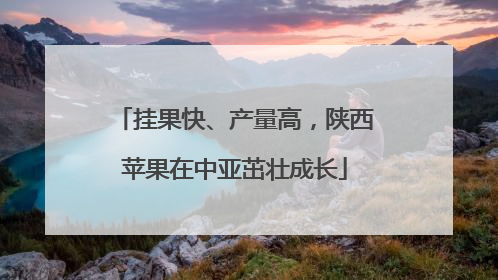 挂果快、产量高，陕西苹果在中亚茁壮成长