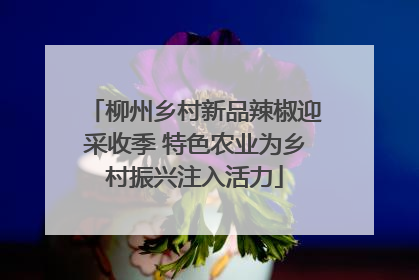 柳州乡村新品辣椒迎采收季 特色农业为乡村振兴注入活力