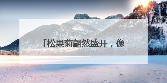 松果菊翩然盛开，像夏天写给大地的情书