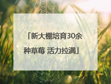 新大棚培育30余种草莓 活力拉满