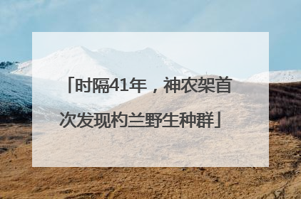 时隔41年，神农架首次发现杓兰野生种群