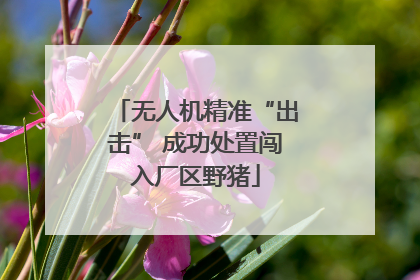 无人机精准“出击” 成功处置闯入厂区野猪