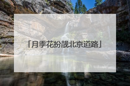 月季花扮靓北京道路
