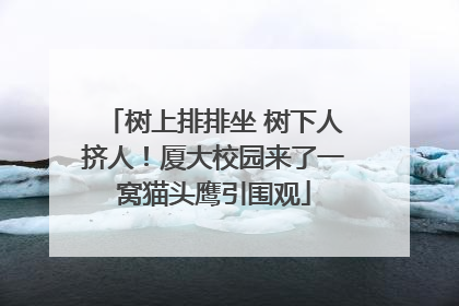 树上排排坐 树下人挤人！厦大校园来了一窝猫头鹰引围观