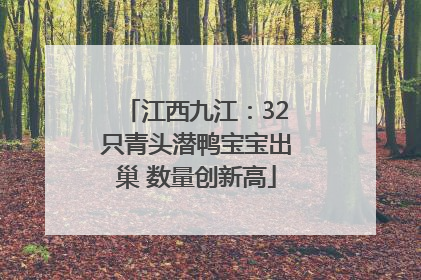 江西九江：32只青头潜鸭宝宝出巢 数量创新高