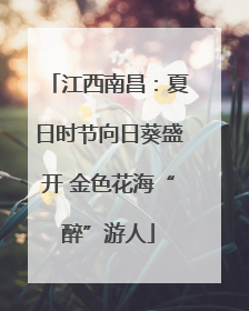 江西南昌：夏日时节向日葵盛开 金色花海“醉”游人