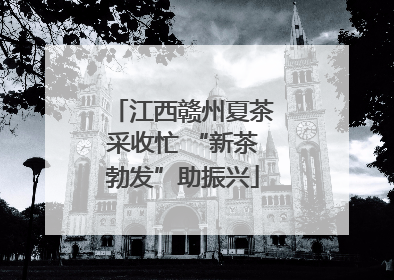 江西赣州夏茶采收忙 “新茶勃发”助振兴