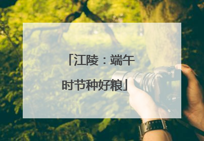 江陵：端午时节种好粮