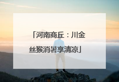 河南商丘：川金丝猴消暑享清凉