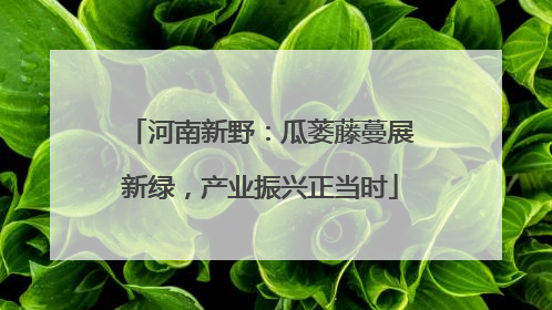 河南新野：瓜蒌藤蔓展新绿，产业振兴正当时
