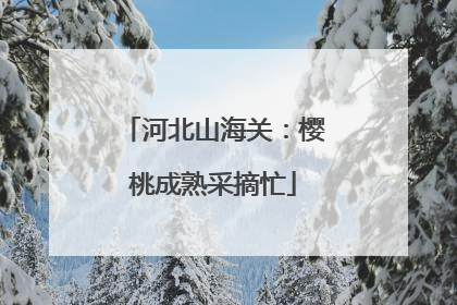 河北山海关：樱桃成熟采摘忙