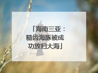 海南三亚：糙齿海豚被成功放归大海