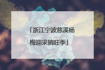 浙江宁波慈溪杨梅迎采摘旺季