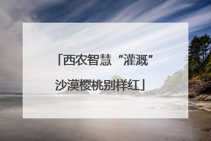 西农智慧“灌溉” 沙漠樱桃别样红