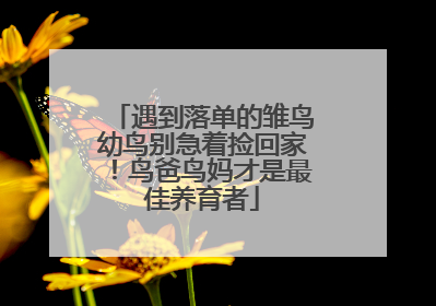 遇到落单的雏鸟幼鸟别急着捡回家！鸟爸鸟妈才是最佳养育者