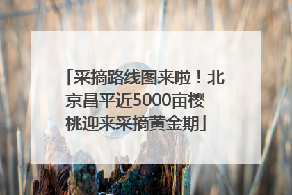 采摘路线图来啦！北京昌平近5000亩樱桃迎来采摘黄金期
