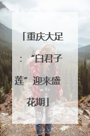重庆大足：“白君子莲”迎来盛花期