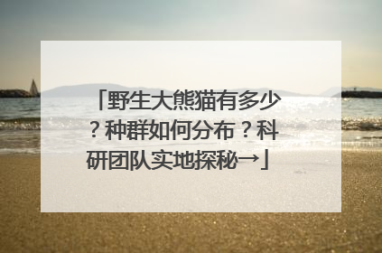 野生大熊猫有多少？种群如何分布？科研团队实地探秘→