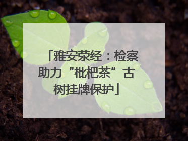 雅安荥经：检察助力“枇杷茶”古树挂牌保护