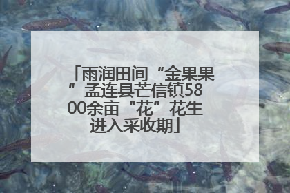 雨润田间“金果果”孟连县芒信镇5800余亩“花”花生进入采收期