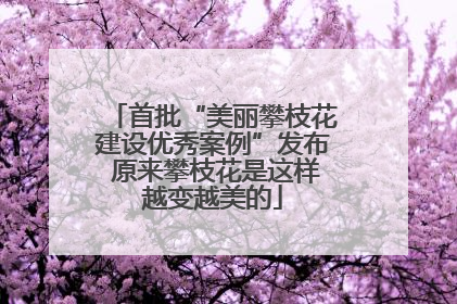首批“美丽攀枝花建设优秀案例”发布 原来攀枝花是这样越变越美的