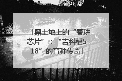 黑土地上的“春耕芯片”：“吉科稻518”的育种传奇