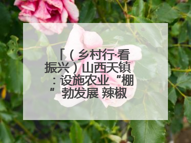 （乡村行·看振兴）山西天镇：设施农业“棚”勃发展 辣椒产业蓄势待发