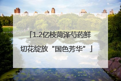 1.2亿枝菏泽芍药鲜切花绽放“国色芳华”